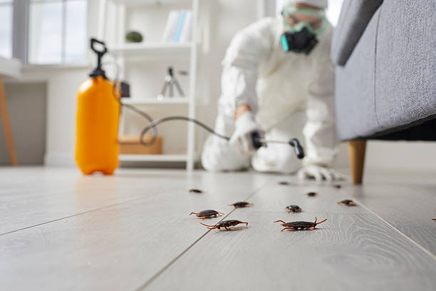Commercial Kitchen Cockroach Control in Madrid